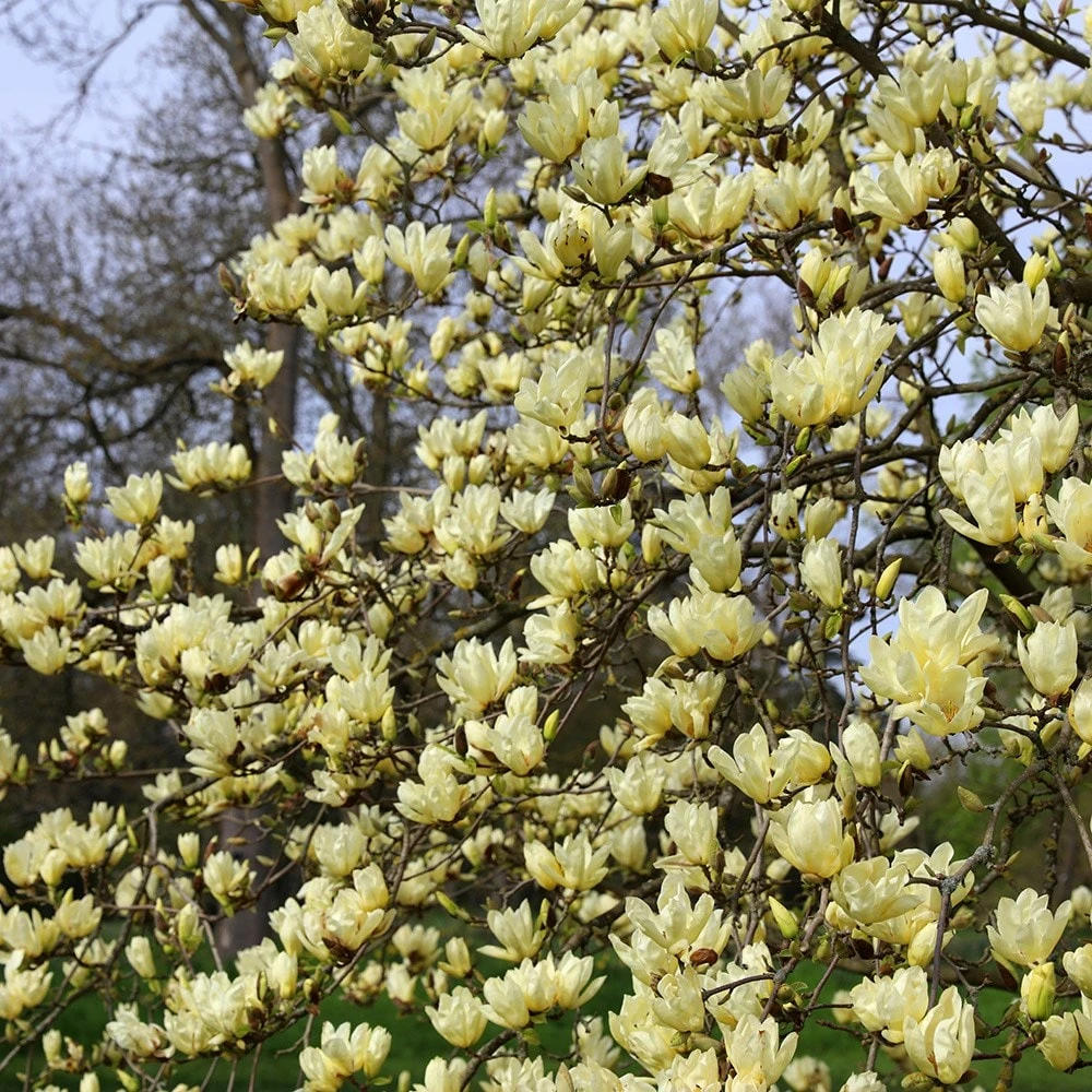 Magnolia 'Elizabeth' 6 Magnolia 'Elizabeth' - Image 4