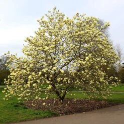 Magnolia 'Elizabeth' 11 Magnolia 'Elizabeth' -Herbalife Shop pl0000004122 card5 lg