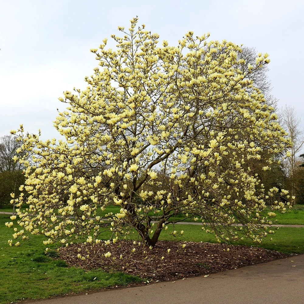Magnolia 'Elizabeth' 7 Magnolia 'Elizabeth' - Image 5