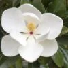 Magnolia Grandiflora -Herbalife Shop pl0000004124