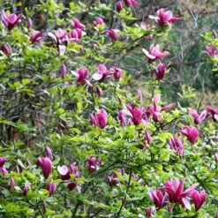 Magnolia Liliiflora 'Nigra' 7 Magnolia Liliiflora 'Nigra' -Herbalife Shop pl0000004135 card2 lg