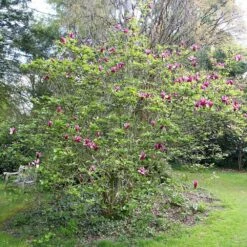 Magnolia Liliiflora 'Nigra' 8 Magnolia Liliiflora 'Nigra' -Herbalife Shop pl0000004135 card3 lg