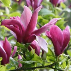 Magnolia Liliiflora 'Nigra' 9 Magnolia Liliiflora 'Nigra' -Herbalife Shop pl0000004135 card4 lg