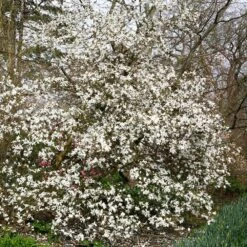 Magnolia Stellata 8 Magnolia Stellata -Herbalife Shop pl0000004139 card2 lg