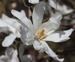 Magnolia Stellata 9 Magnolia Stellata -Herbalife Shop pl0000004139 card3 lg