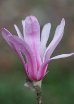 Magnolia × Loebneri 'Leonard Messel' 10 Magnolia × Loebneri 'Leonard Messel' -Herbalife Shop pl0000004144 card3 lg