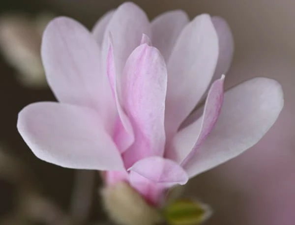 Magnolia × Loebneri 'Leonard Messel' 6 Magnolia × Loebneri 'Leonard Messel' - Image 4