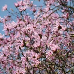 Magnolia × Loebneri 'Leonard Messel' 12 Magnolia × Loebneri 'Leonard Messel' -Herbalife Shop pl0000004144 card5 lg