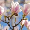 Magnolia × Soulangeana 2 Magnolia × Soulangeana -Herbalife Shop pl0000004146