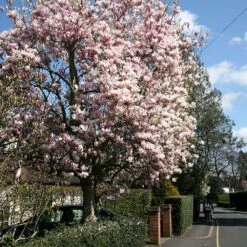 Magnolia × Soulangeana 7 Magnolia × Soulangeana -Herbalife Shop pl0000004146 card2 lg