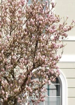 Magnolia × Soulangeana 8 Magnolia × Soulangeana -Herbalife Shop pl0000004146 card3 lg