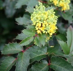 Mahonia Aquifolium 'Apollo' -Herbalife Shop pl0000004154 card3 lg