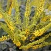 Mahonia × Media 'Winter Sun' -Herbalife Shop pl0000004161