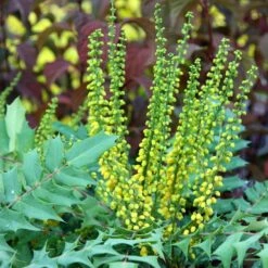 Mahonia × Media 'Winter Sun' -Herbalife Shop pl0000004161 card3 lg