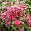 Nandina Domestica 'Fire Power' -Herbalife Shop pl0000004165