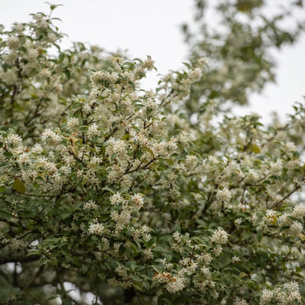 Osmanthus × Burkwoodii 5 Osmanthus × Burkwoodii - Image 3