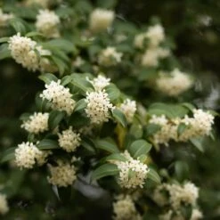 Osmanthus × Burkwoodii 9 Osmanthus × Burkwoodii -Herbalife Shop pl0000004171 card5 lg