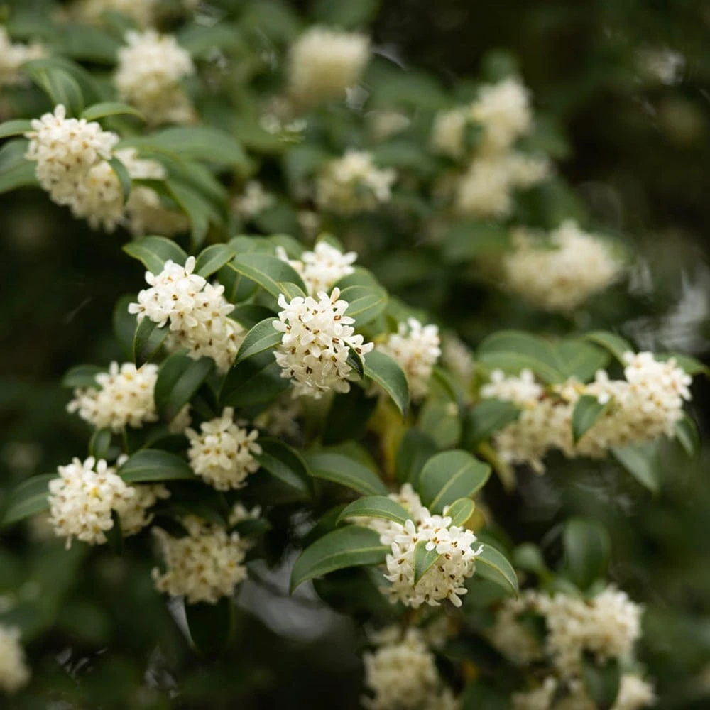 Osmanthus × Burkwoodii 6 Osmanthus × Burkwoodii - Image 4