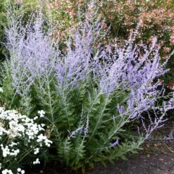 Perovskia 'Blue Spire' -Herbalife Shop pl0000004182 card4 lg