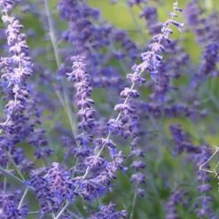 Perovskia 'Blue Spire' -Herbalife Shop pl0000004182 card5 lg