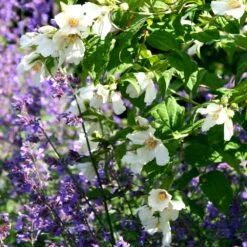 Philadelphus 'Belle Étoile' 9 Philadelphus 'Belle Étoile' -Herbalife Shop pl0000004184 card3 lg