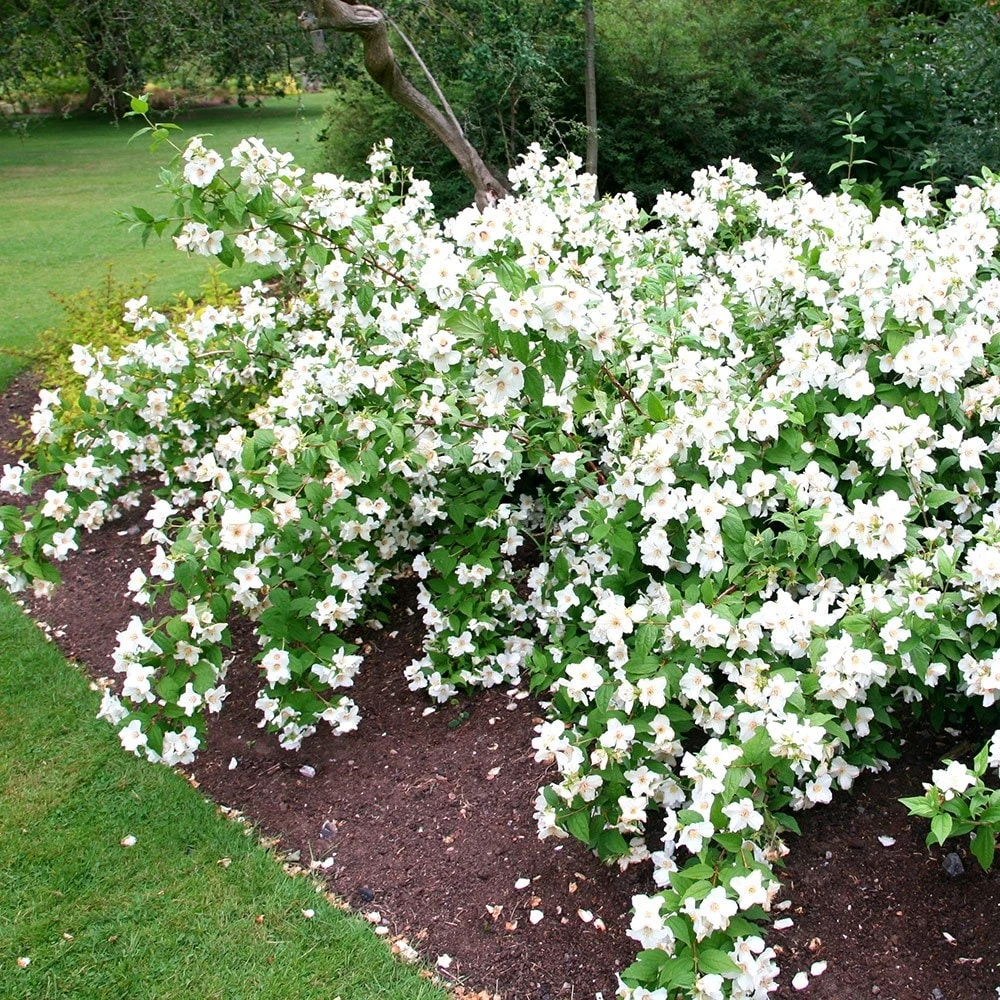 Philadelphus 'Belle Étoile' 6 Philadelphus 'Belle Étoile' - Image 4