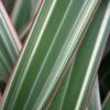 Phormium Cookianum Subsp. Hookeri 'Tricolor' 1 Phormium Cookianum Subsp. Hookeri 'Tricolor' -Herbalife Shop pl0000004203