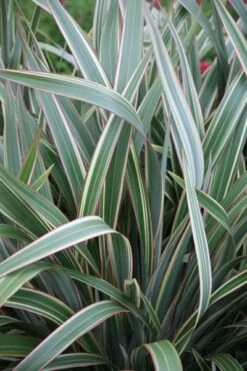 Phormium Cookianum Subsp. Hookeri 'Tricolor' 7 Phormium Cookianum Subsp. Hookeri 'Tricolor' -Herbalife Shop pl0000004203 card3 lg