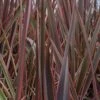 Phormium 'Maori Queen' 1 Phormium 'Maori Queen' -Herbalife Shop pl0000004214