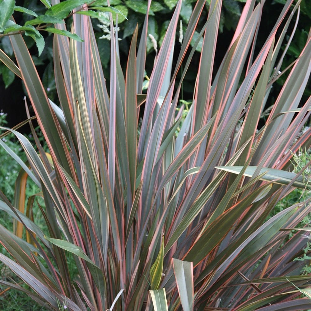 Phormium 'Maori Queen' 4 Phormium 'Maori Queen' - Image 2