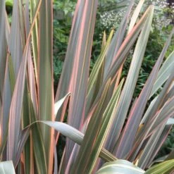 Phormium 'Maori Queen' 7 Phormium 'Maori Queen' -Herbalife Shop pl0000004214 card3 lg