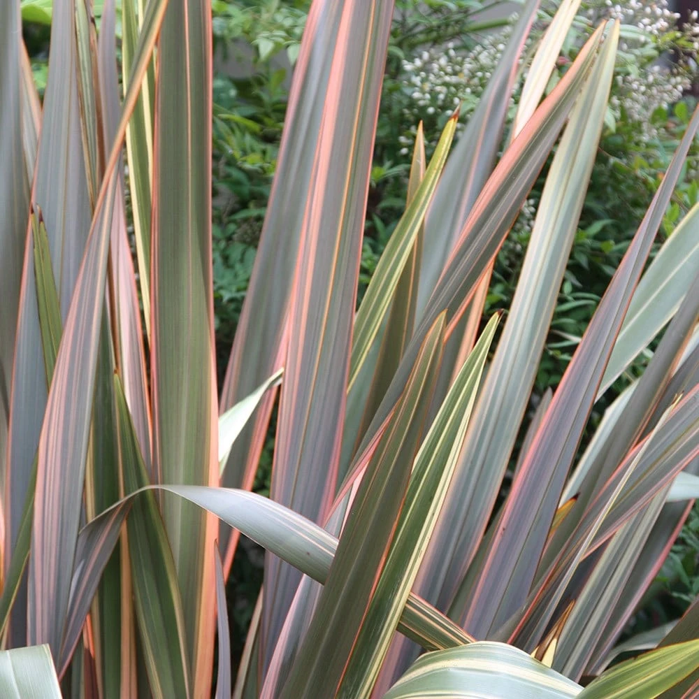 Phormium 'Maori Queen' 5 Phormium 'Maori Queen' - Image 3