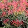 Pieris 'Flaming Silver' -Herbalife Shop pl0000004236