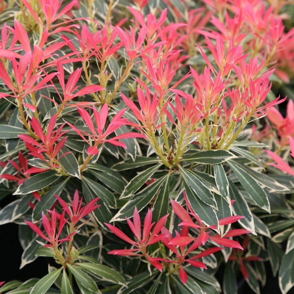 Pieris 'Flaming Silver' 3 Pieris 'Flaming Silver'