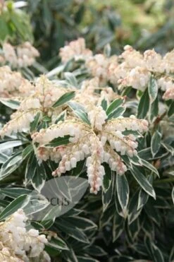 Pieris 'Flaming Silver' 6 Pieris 'Flaming Silver' -Herbalife Shop pl0000004236 card2 lg