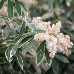 Pieris 'Flaming Silver' 7 Pieris 'Flaming Silver' -Herbalife Shop pl0000004236 card3 lg