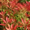 Pieris 'Forest Flame' 2 Pieris 'Forest Flame' -Herbalife Shop pl0000004237