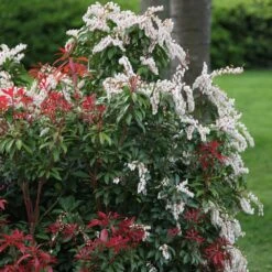 Pieris 'Forest Flame' 7 Pieris 'Forest Flame' -Herbalife Shop pl0000004237 card3 lg