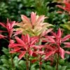 Pieris Japonica 'Mountain Fire' 2 Pieris Japonica 'Mountain Fire' -Herbalife Shop pl0000004241