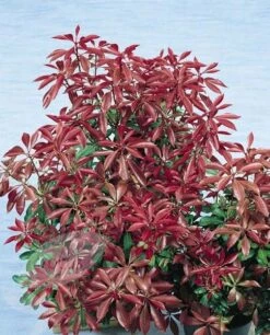 Pieris Japonica 'Mountain Fire' -Herbalife Shop pl0000004241 card2 lg