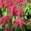 Pieris Japonica 'Valley Valentine' 1 Pieris Japonica 'Valley Valentine' -Herbalife Shop pl0000004244