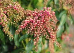 Pieris Japonica 'Valley Valentine' 6 Pieris Japonica 'Valley Valentine' -Herbalife Shop pl0000004244 card2 lg