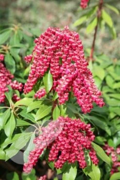 Pieris Japonica 'Valley Valentine' 7 Pieris Japonica 'Valley Valentine' -Herbalife Shop pl0000004244 card3 lg