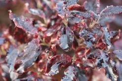 Pittosporum Tenuifolium 'Tom Thumb' 11 Pittosporum Tenuifolium 'Tom Thumb' -Herbalife Shop pl0000004262 card4 lg