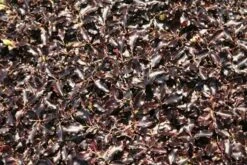 Pittosporum Tenuifolium 'Tom Thumb' 12 Pittosporum Tenuifolium 'Tom Thumb' -Herbalife Shop pl0000004262 card5 lg