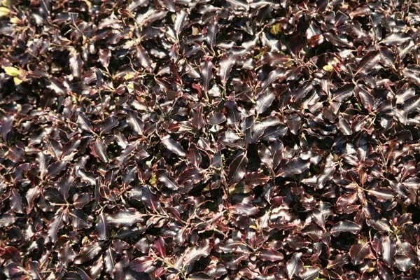 Pittosporum Tenuifolium 'Tom Thumb' 7 Pittosporum Tenuifolium 'Tom Thumb' - Image 5