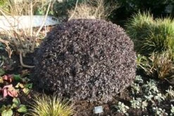 Pittosporum Tenuifolium 'Tom Thumb' 13 Pittosporum Tenuifolium 'Tom Thumb' -Herbalife Shop pl0000004262 card6 lg