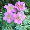 Potentilla Fruticosa 'Pink Beauty' (PBR) -Herbalife Shop pl0000004280