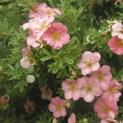 Potentilla Fruticosa 'Pink Beauty' (PBR) -Herbalife Shop pl0000004280 card3 lg