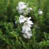 Prostanthera Cuneata 1 Prostanthera Cuneata -Herbalife Shop pl0000004294